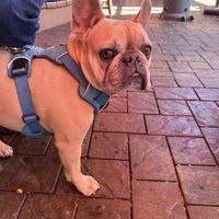 Doggie friendly  at The Sandbar Patio Grill in Boise