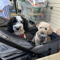   at Tinh Lac Quan in Inala