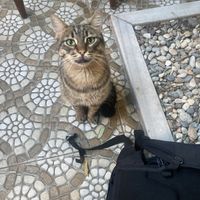 Cat  at Olive Garden in Istanbul