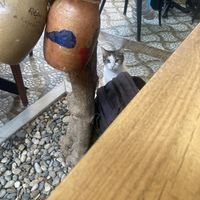 Cat  at Olive Garden in Istanbul