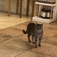 Cat  at Olive Garden in Istanbul