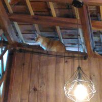 They have a lovely cat at Le J' Cafe in Da Lat