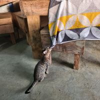 la gatita🥰 at Restaurante Betty in Choco