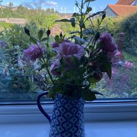Beautiful Roses from the garden  at Loaf BnB in Berwick-upon-tweed
