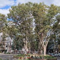 The treeline boulevard, Jozenjidori, in downtown Sendai. It's the prettiest locations in the whole city, and we are very fortunate to be located just left of the edge of this pic! at The Veggie Table in Sendai