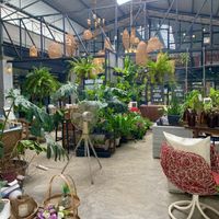 Tropical quiet atmosphere 🌴  at Happy Allergy Bakery in Chiang Mai