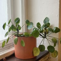   at Café Hin & Veg in Leipzig