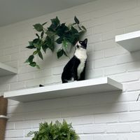   at The Cat's Whiskers in York