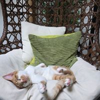 One of the lovely and very relaxed cats! at The Cat's Whiskers in York