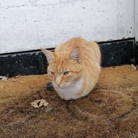 Raymond at Finley's Cafe & Sandwich Bar in Llangollen