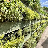 Herb wall  at Pipe and Glass in Beverley