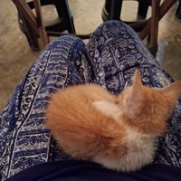  at Veganize Bohol in Tagbilaran