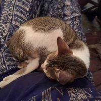  at Veganize Bohol in Tagbilaran