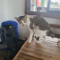  at Veganize Bohol in Tagbilaran