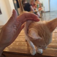 A rescue kitten at Veganize Bohol in Tagbilaran