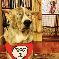 Pet Friendly!! at Vienna Restaurant and Historic Inn in Southbridge