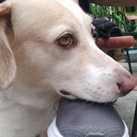 Perrita muy mona y gordi que te acompaña mientras desayunas a ver si cae algo #Veganuary at Buttercup by Rosie's Cafe  in Hoi An