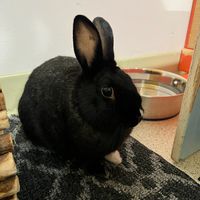   at The Bunny Cafe in Vancouver