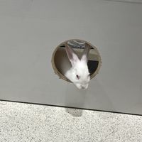   at The Bunny Cafe in Vancouver