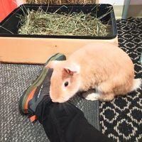 Felix loved me at The Bunny Cafe in Vancouver