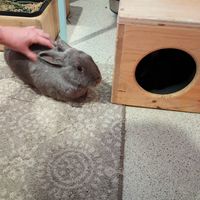 Grey bun bub at The Bunny Cafe in Vancouver