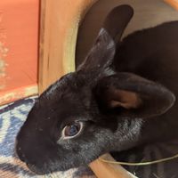  at The Bunny Cafe in Vancouver
