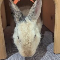 at The Bunny Cafe in Vancouver