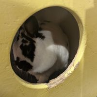  at The Bunny Cafe in Vancouver