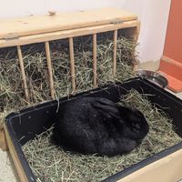  at The Bunny Cafe in Vancouver