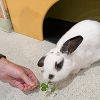 Sidney at The Bunny Cafe in Vancouver