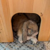 Vanilla at The Bunny Cafe in Vancouver