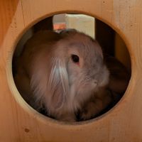 Tilly at The Bunny Cafe in Vancouver