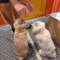 Vanilla and Tilly at The Bunny Cafe in Vancouver