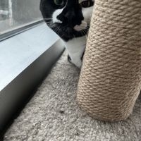  #Veganuary at Catfe in Vancouver