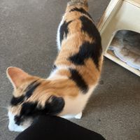  #Veganuary at Catfe in Vancouver