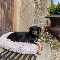 Princess of the house! at Chambres d'hôtes Cornec in Ploubazlanec