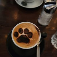  at Barista Cats in Vienna