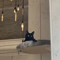   at Barista Cats in Vienna