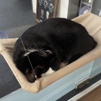   at Barista Cats in Vienna