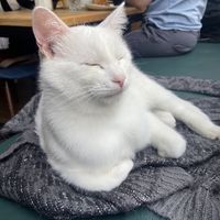   at Barista Cats in Vienna