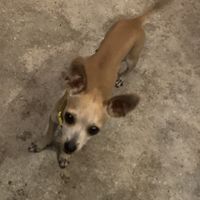   at La Casa de Enrico in Flores