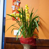 Live orchid decor.  Nice! at An Lac Duyen in Garden Grove