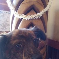 Bella at Pono Hawaiian Kitchen & Tap in Capitola