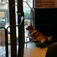 Actual corgi at Corgi's Cafe in Sofia