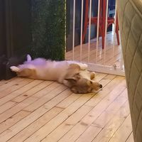  at Corgi's Cafe in Sofia