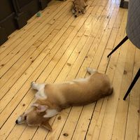   at Corgi's Cafe in Sofia