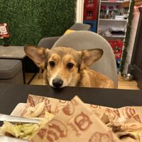   at Corgi's Cafe in Sofia