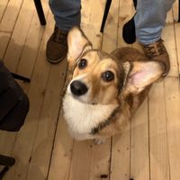   at Corgi's Cafe in Sofia