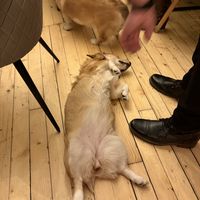   at Corgi's Cafe in Sofia