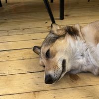 There were two corgis. They barked when someone new arrived but settled instantly once you say hello    at Corgi's Cafe in Sofia